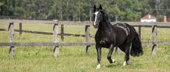 Alimentação de cavalos no Rio Grande do Sul