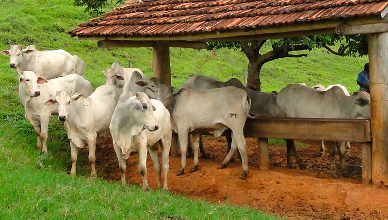 Suplementação proteica melhora a eficiência alimentar em bovinos de corte