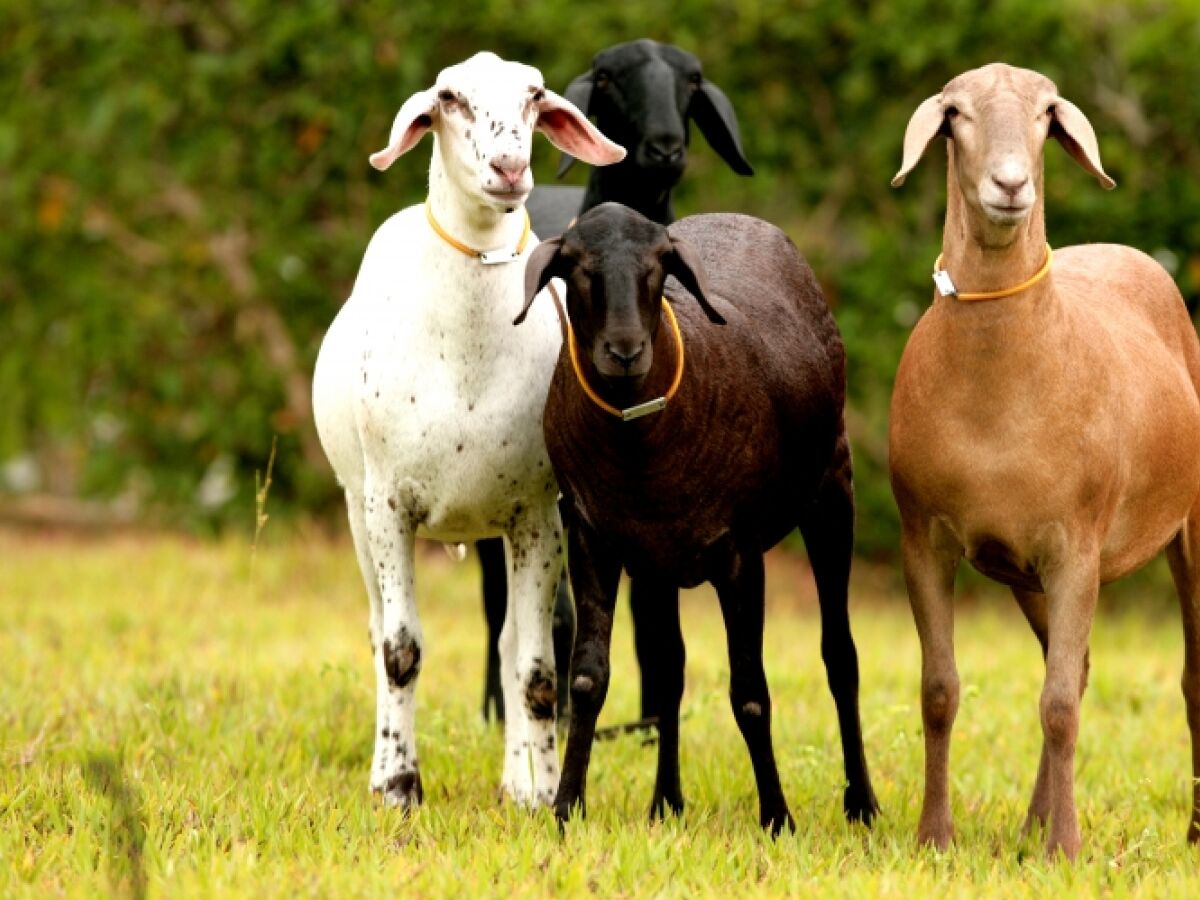 Como manter suas cabras e ovelhas saudáveis