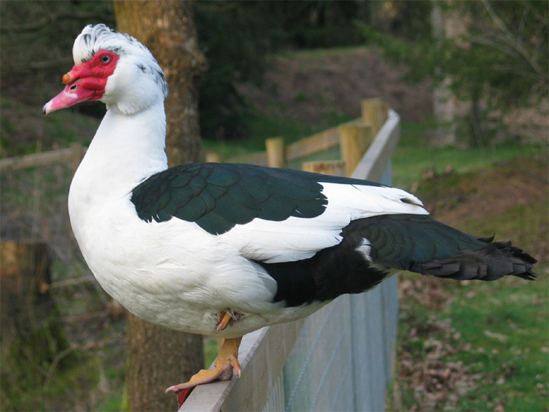 Patos: carne, ovos e beleza na fazenda