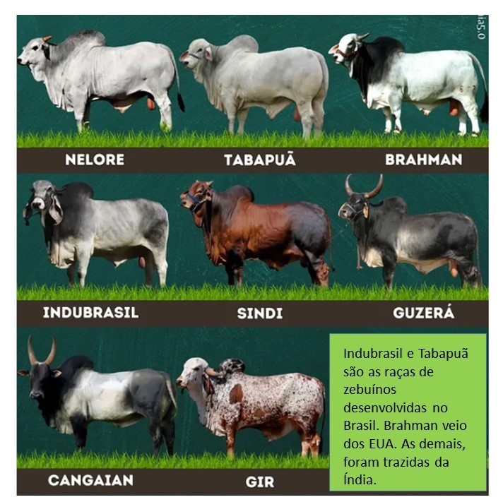 A seleção intensa pode ameaçar a diversidade genética dos zebuínos no Brasil